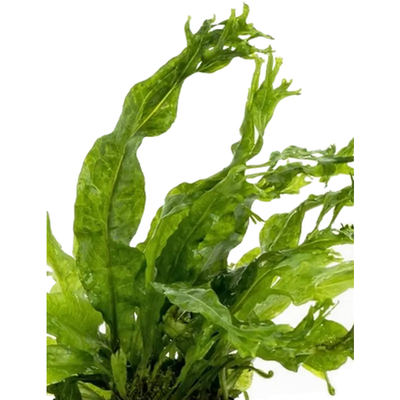 Microsorum pteropus 'Windelov'