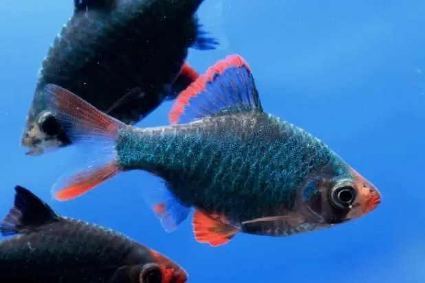 Grön Tigerbarb