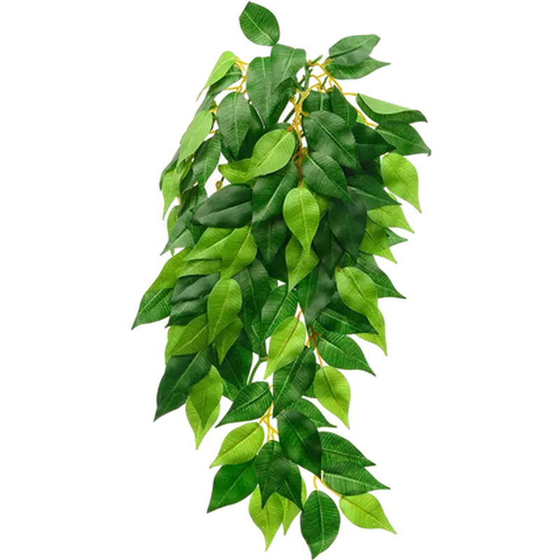 Ficus (Silk) - Hanging Rainforest/Jungle Plants