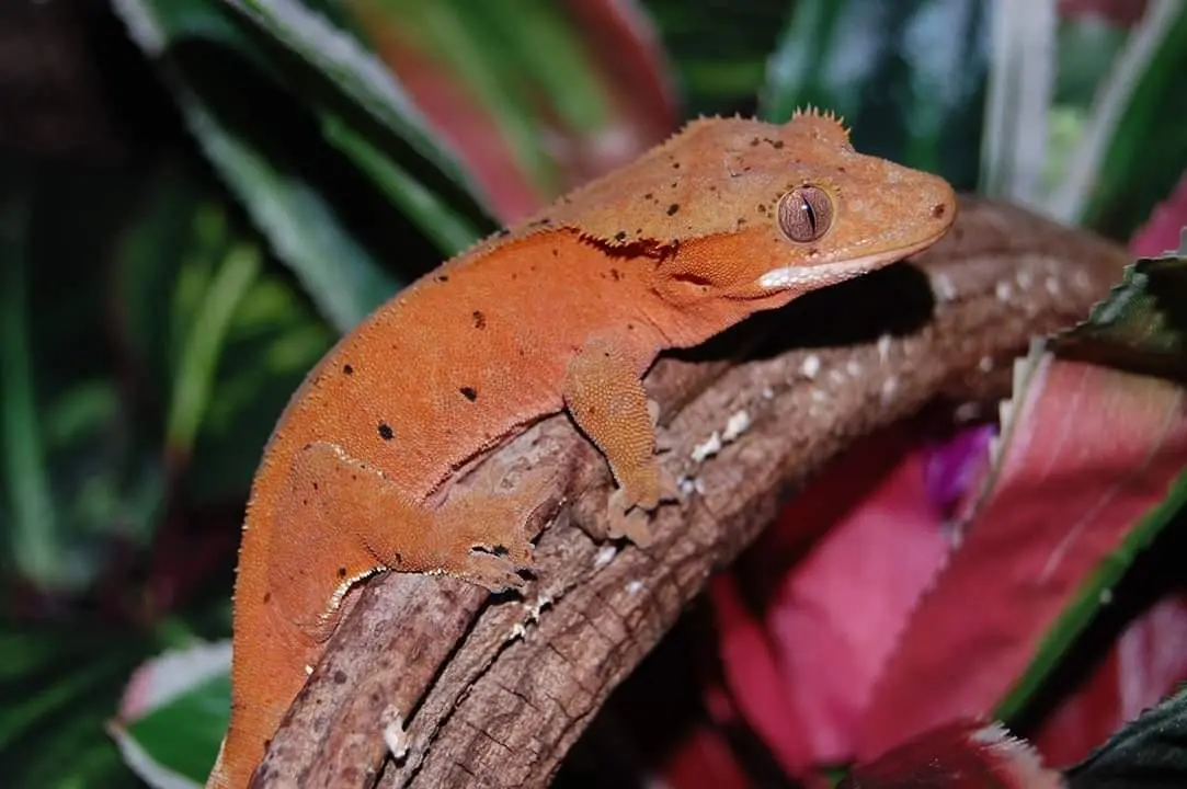 Reptil: Ögonfransgecko Correlophus ciliatus