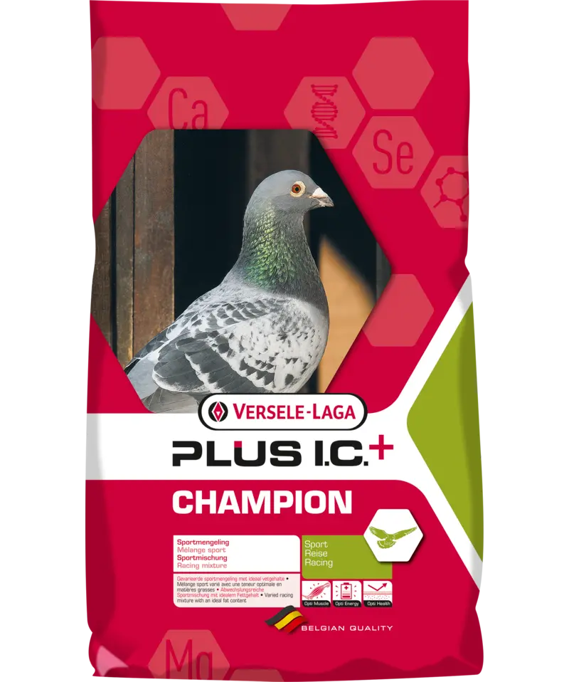 Plus I.C. Champion