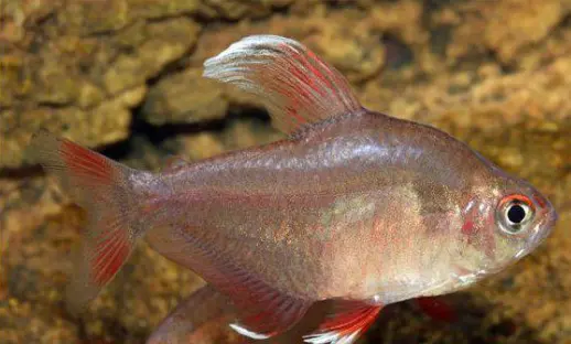 Vitfenad rosentetra