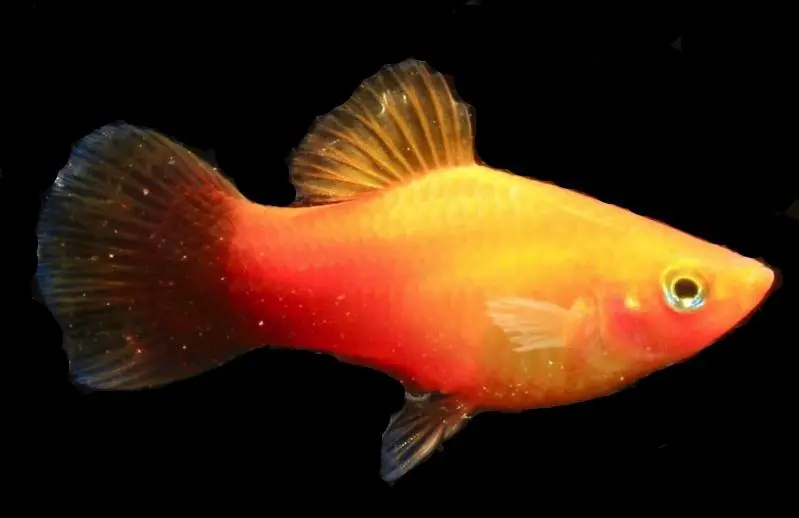 Platy Sunset Neon - Xiphophorus maculatus
