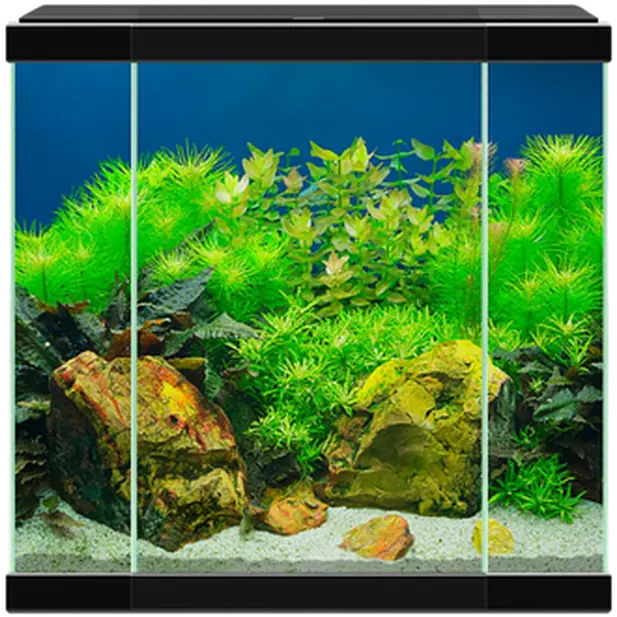 Aquarium Aqua