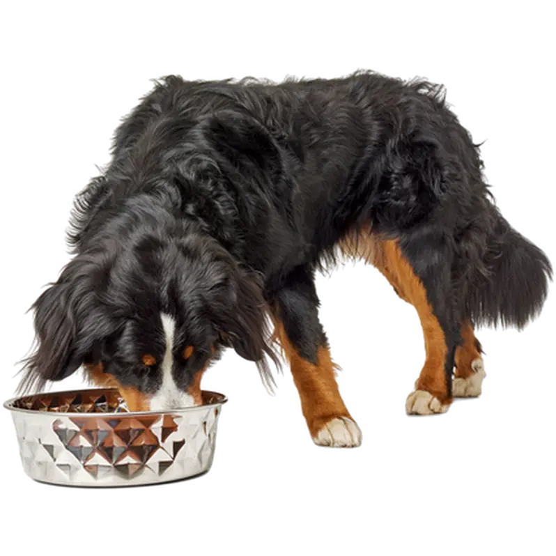 Dog & Cat Feeding Bowl Namy Stainless Steel