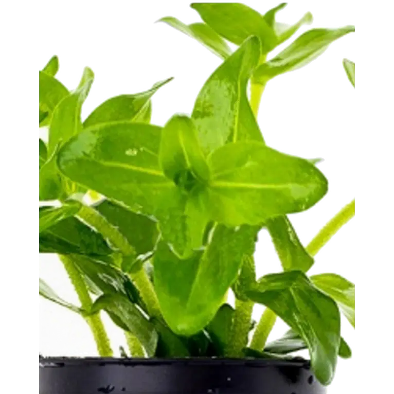 Bacopa Caroliniana (Amplexicaulis)
