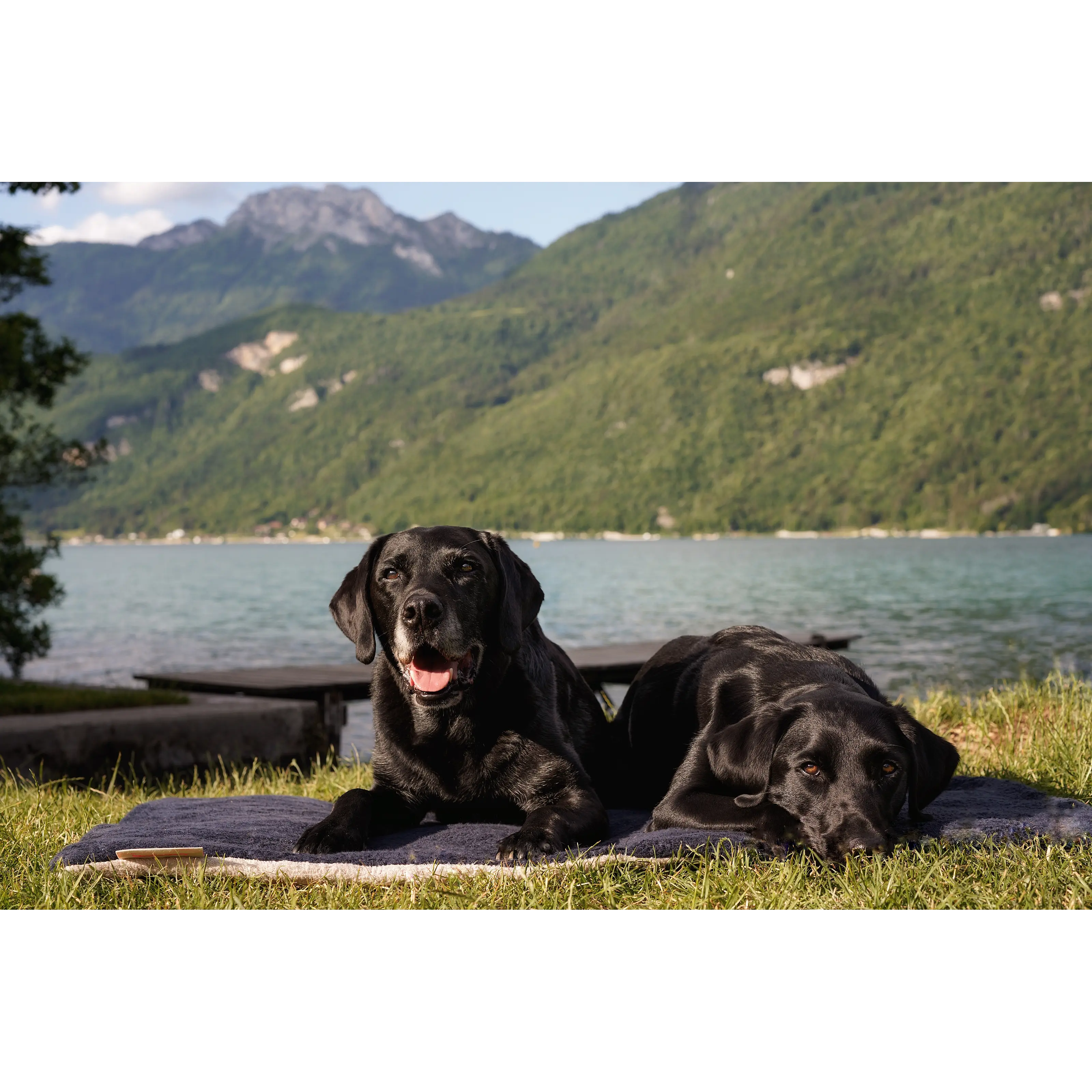 Torkdyna FlexDog Blue Granite/Sand