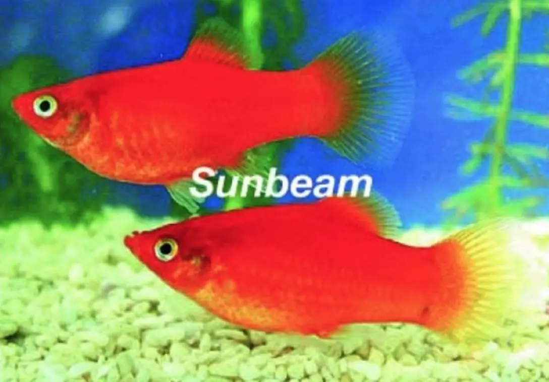 Platy - Xiphophorus maculatus