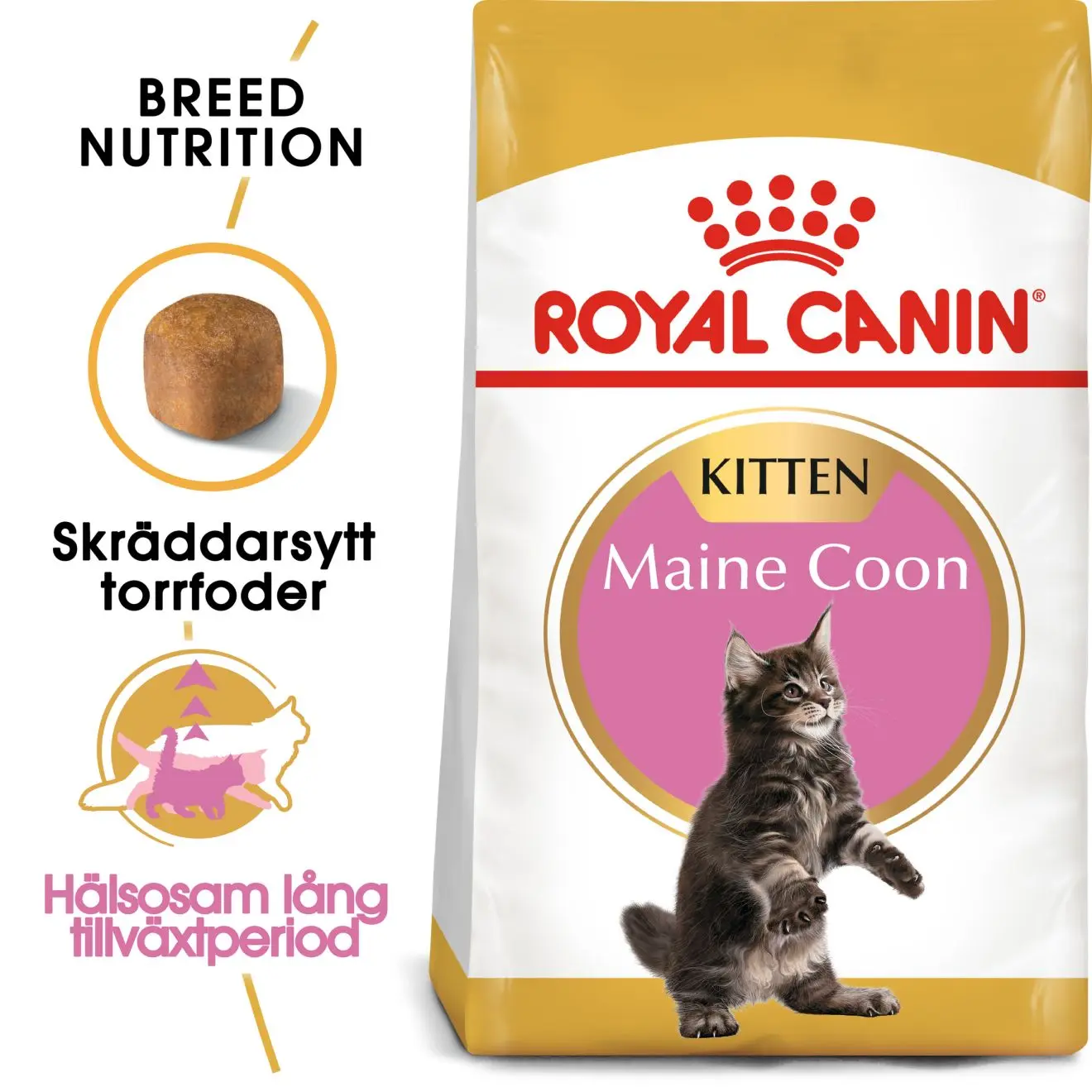 Maine Coon Kitten Torrfoder för kattunge