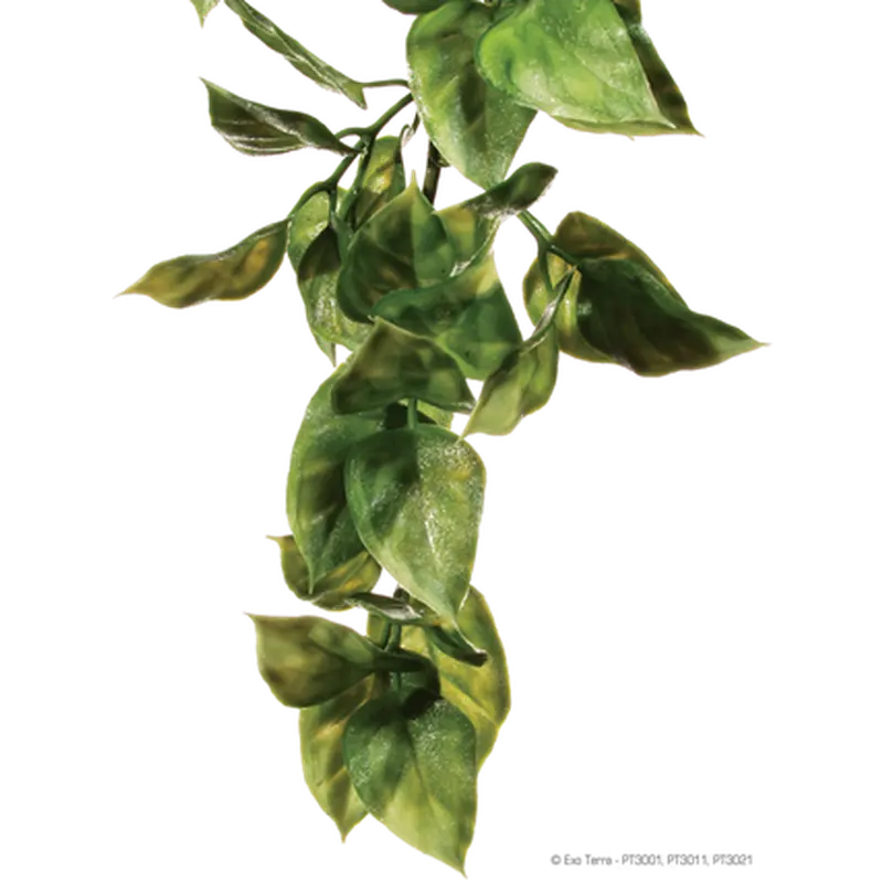 Amapallo - Hanging Rainforest/Jungle Plants