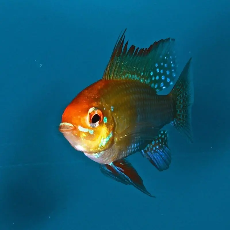 Fjärilsciklidd Guld