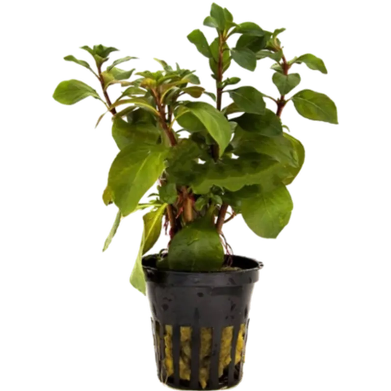 Ludwigia repens 'Mesacana'
