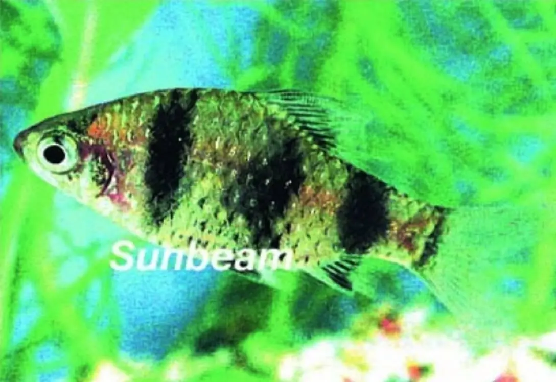 Purpurhuvudsbarb