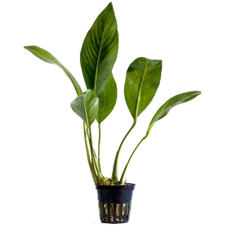 Anubias congensis