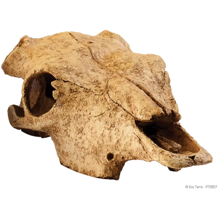 Buffalo Skull - Secure Hiding Place