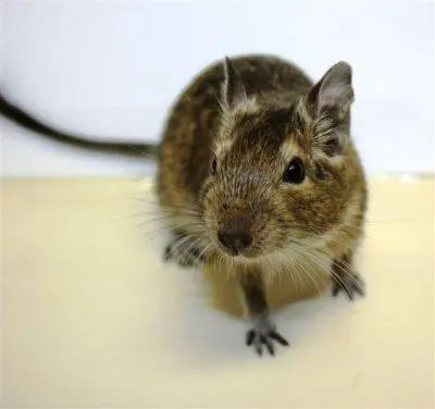 Djur: Degu Octodon Degus