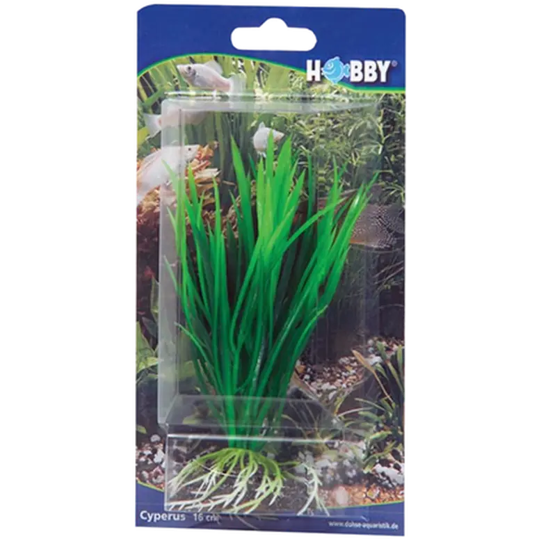 Cyperus