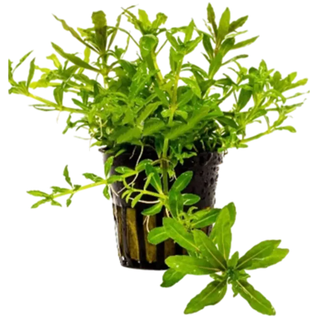 Pogostemon helferi