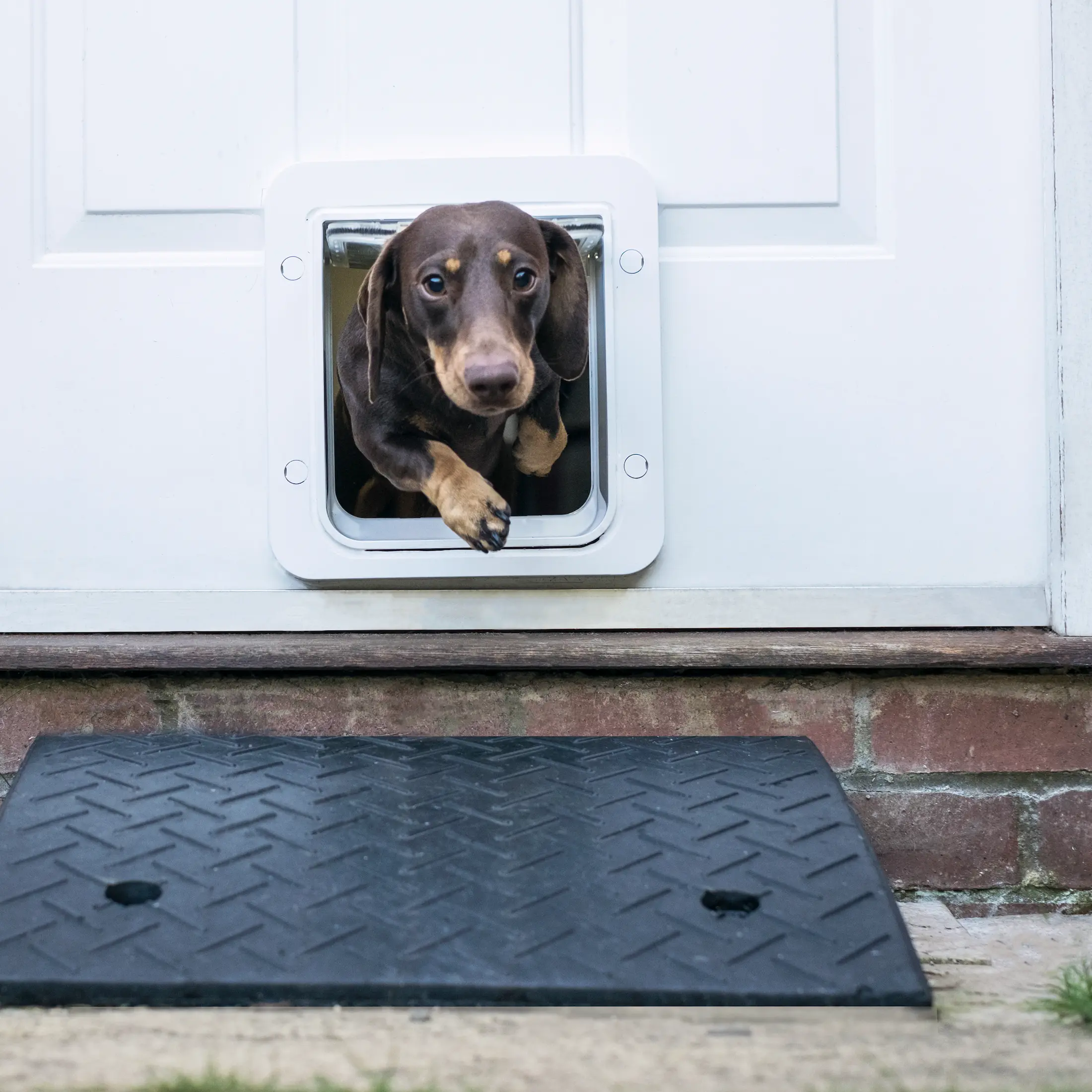 Microchip Pet Door Connect - Endast kattlucka
