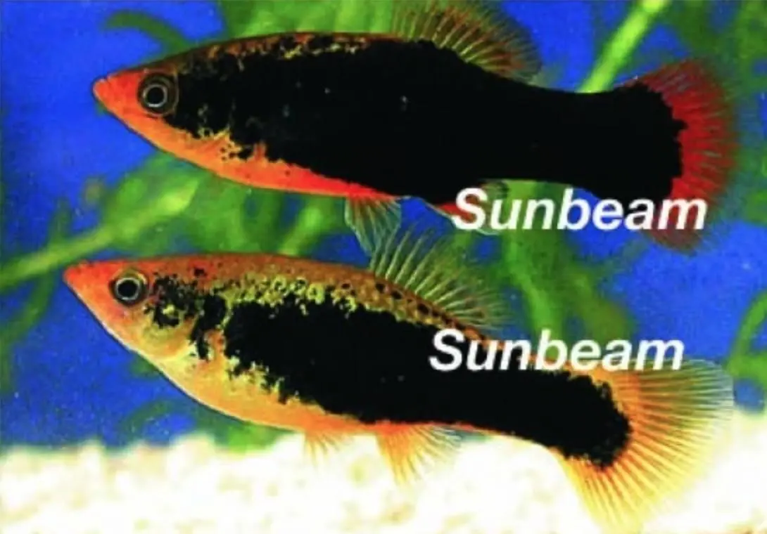 Platy Indian Tuxedo - Xiphophorus maculatus