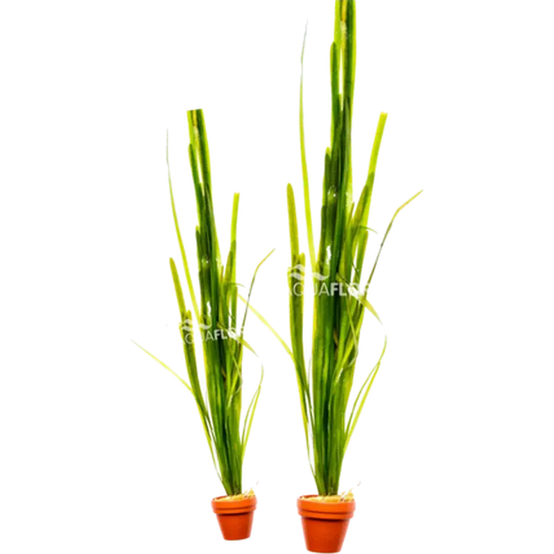Vallisneria australis 'Gigantea'