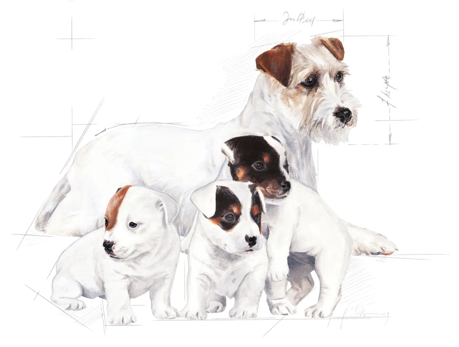 Babydog Milk Starter Mjölkersättning för hund
