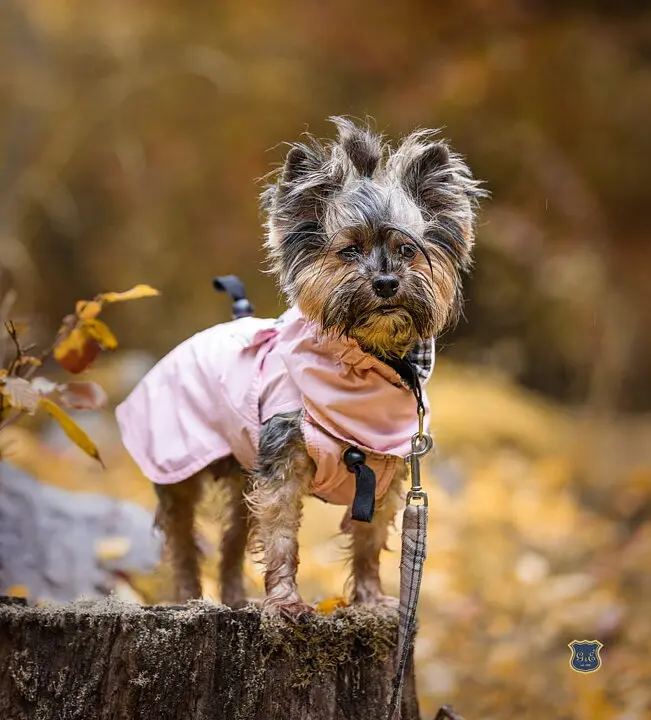 Dog Trenchcoat Peach