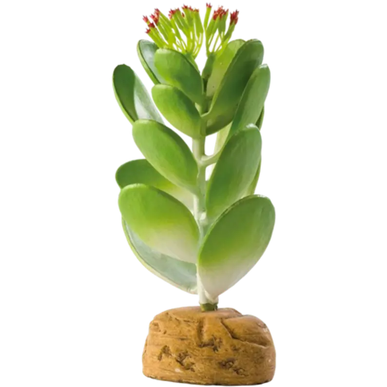 Jade Cactus - Desert Ground Plants
