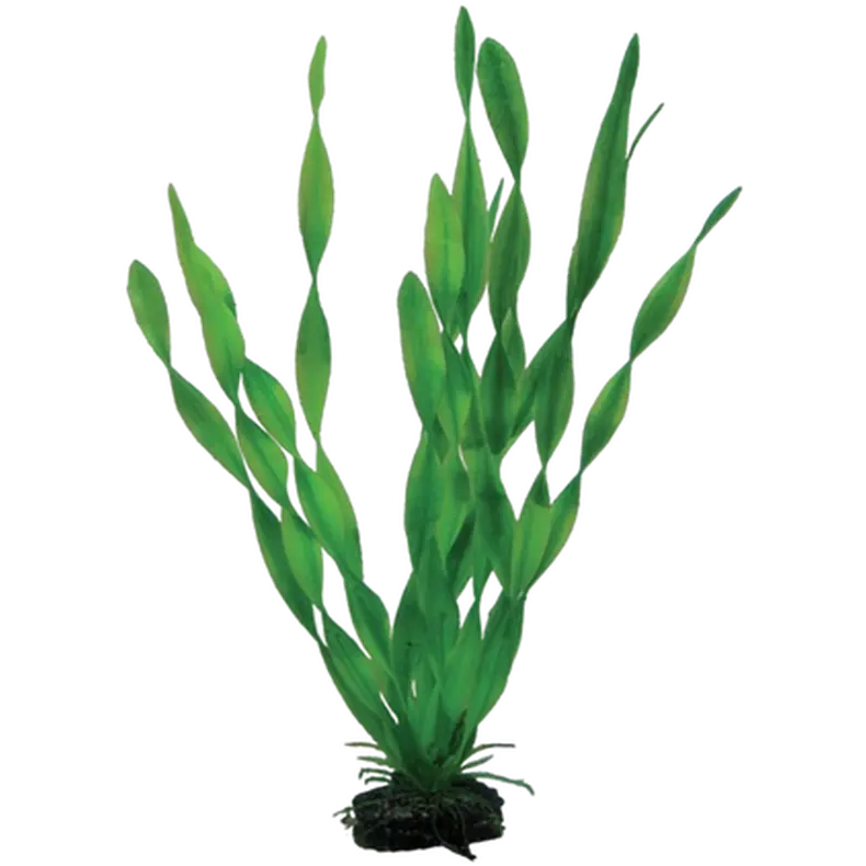 Vallisneria