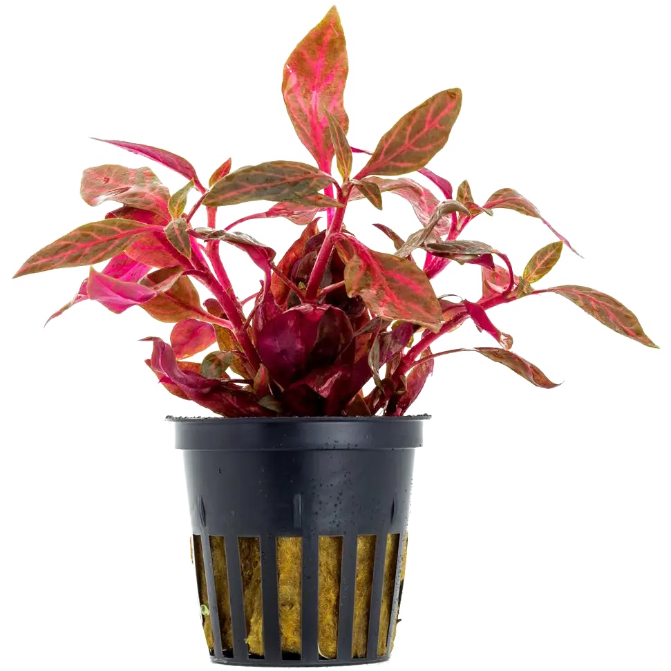 Alternanthera reineckii 'Rosanervig'