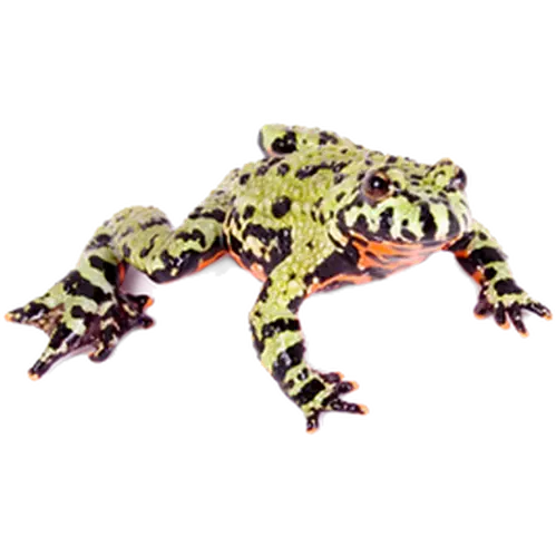 Reptil: Orientalisk Klockgroda Bombina orientalis