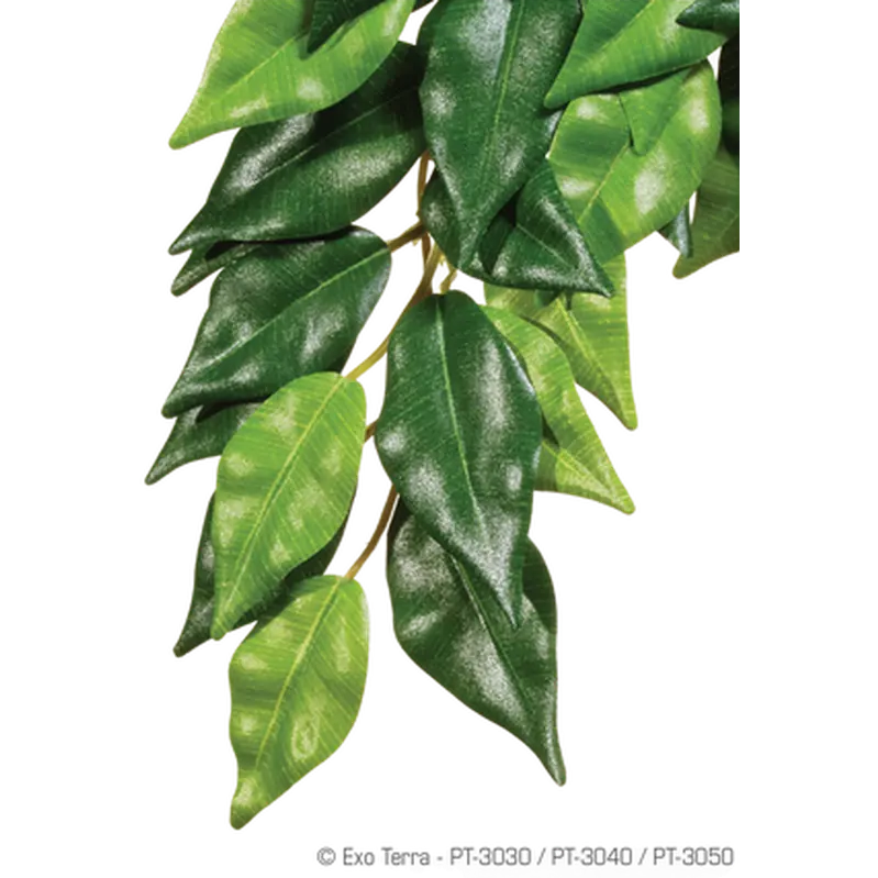 Ficus (Silk) - Hanging Rainforest/Jungle Plants