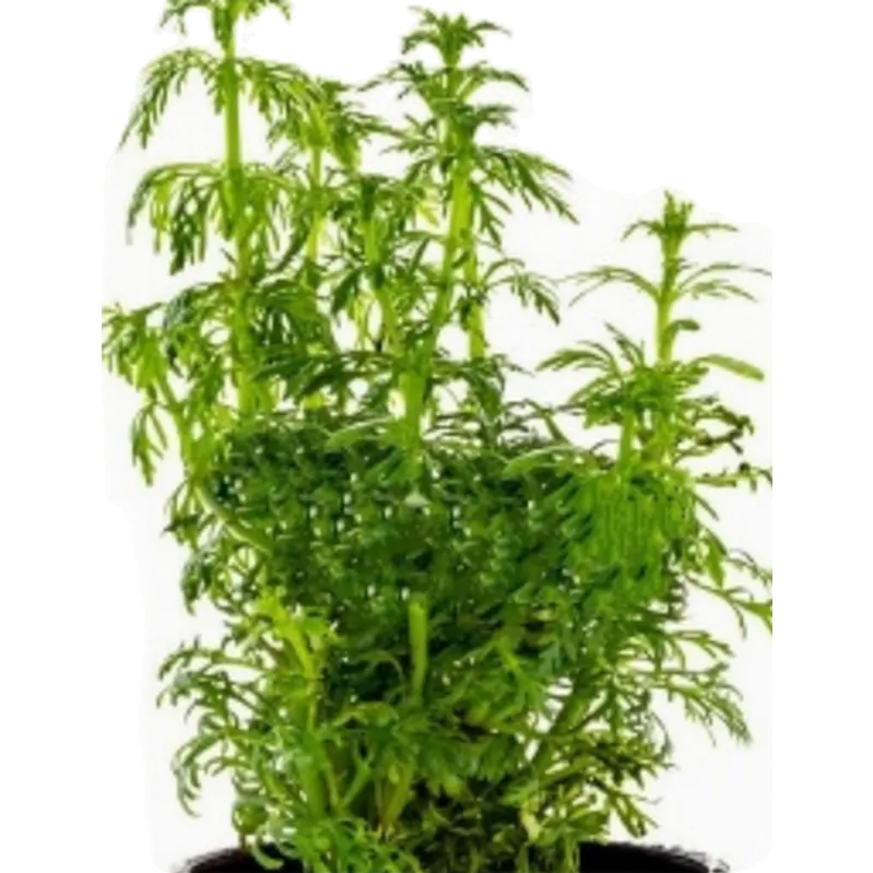 Limnophila heterophylla
