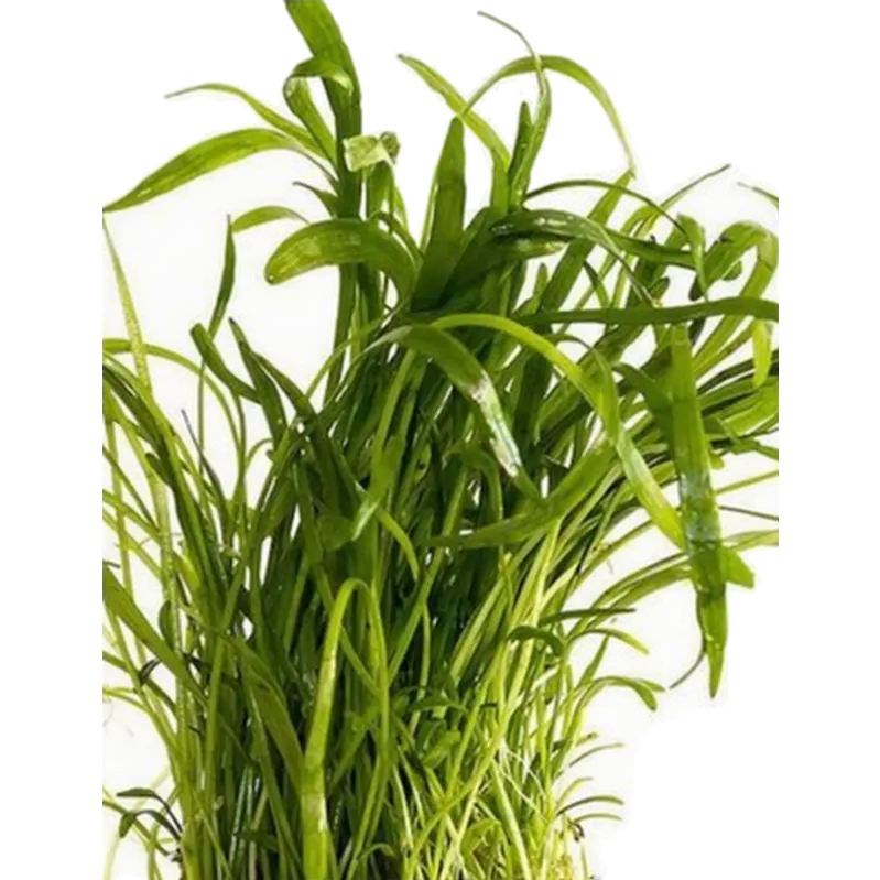Lilaeopsis 'Novea-Zealandiae'