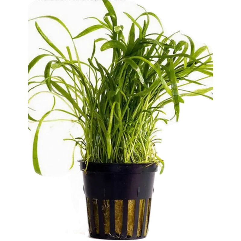 Lilaeopsis 'Novea-Zealandiae'