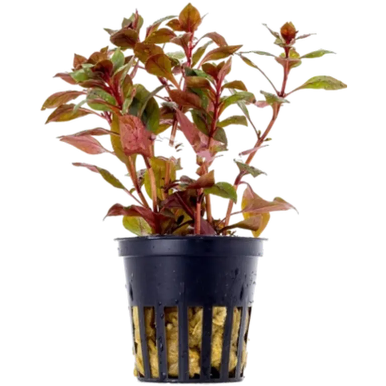 Ludwigia sp. 'Mini Super'