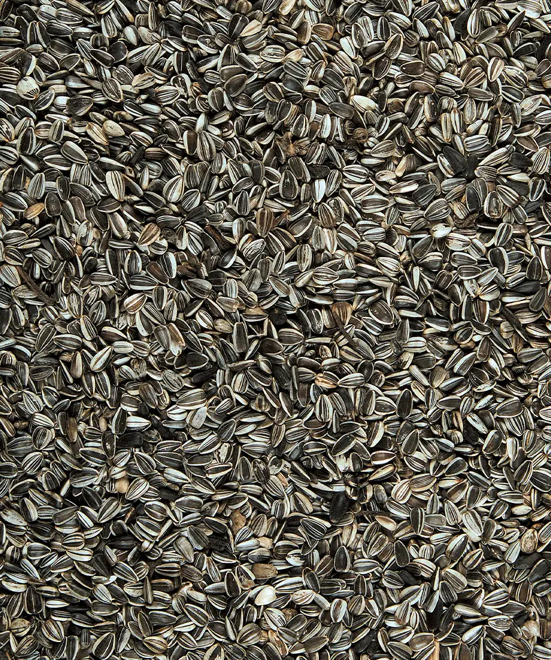 Menu Nature Sunflower Seeds