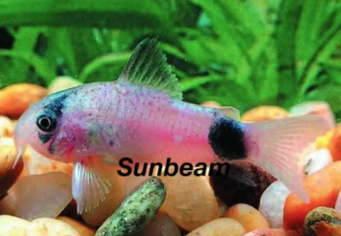 Panda Pansarmal