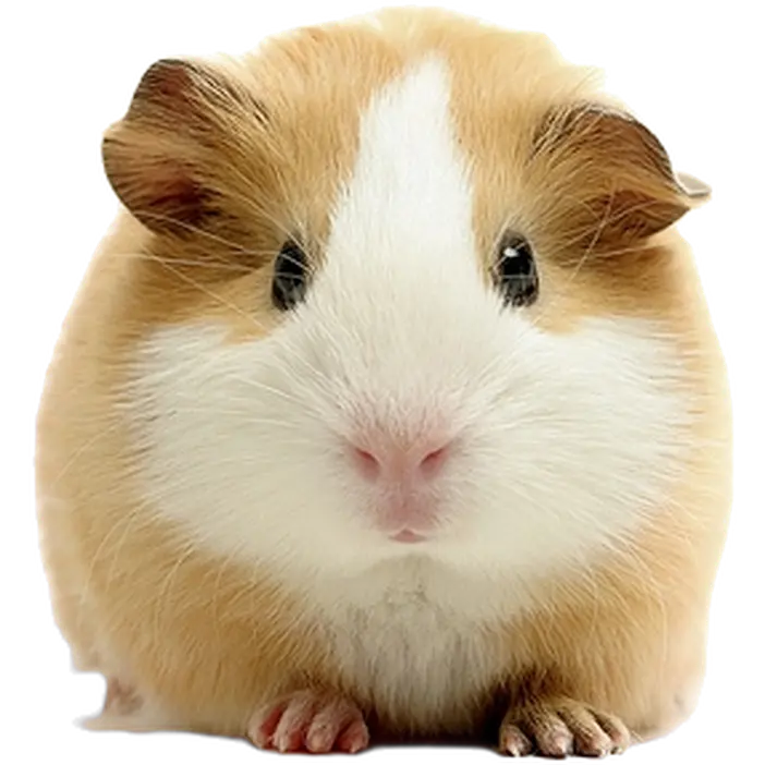 Djur: Marsvin (Hane) Cavia porcellus