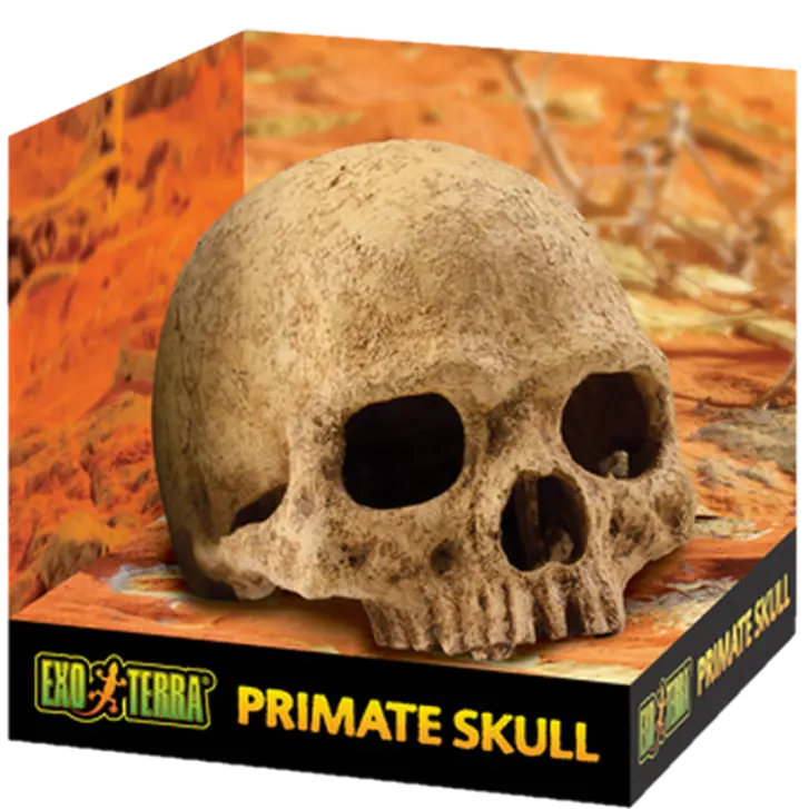 Primate Skull - Secure Hiding Place