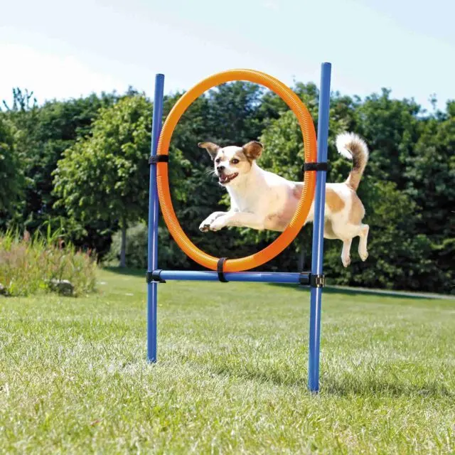 Agility Hoppring