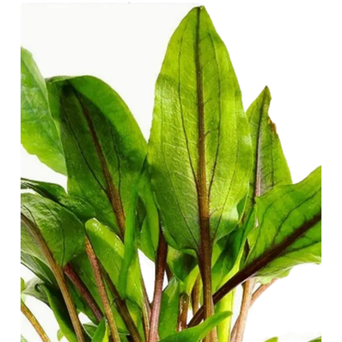 Cryptocoryne wendtii 'Green'