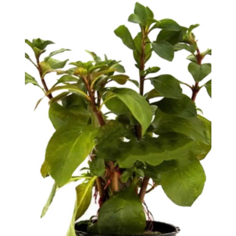 Ludwigia repens 'Mesacana'