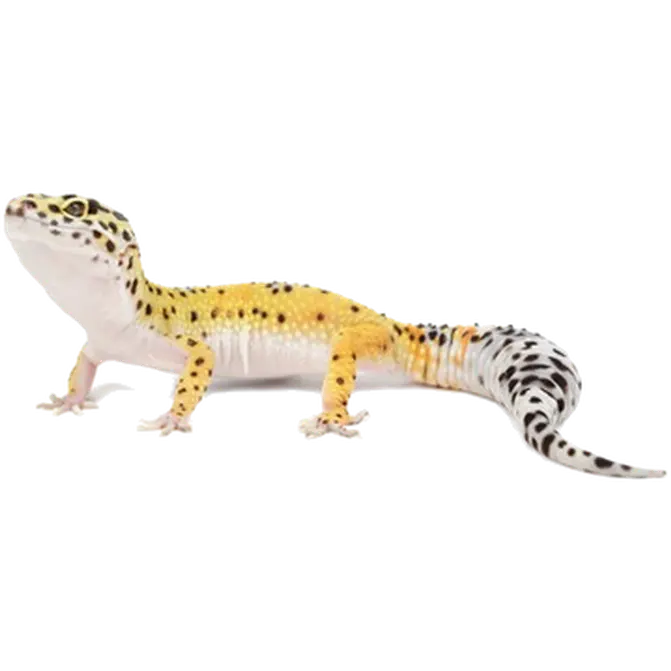 Reptil: Leopardgecko Eublepharis macularius