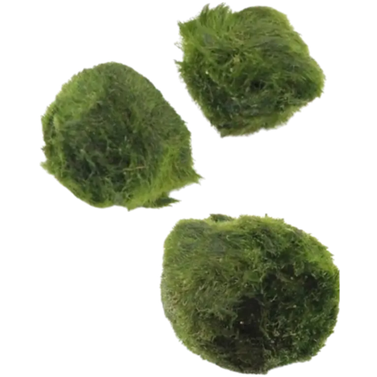 Cladophora aegagropila