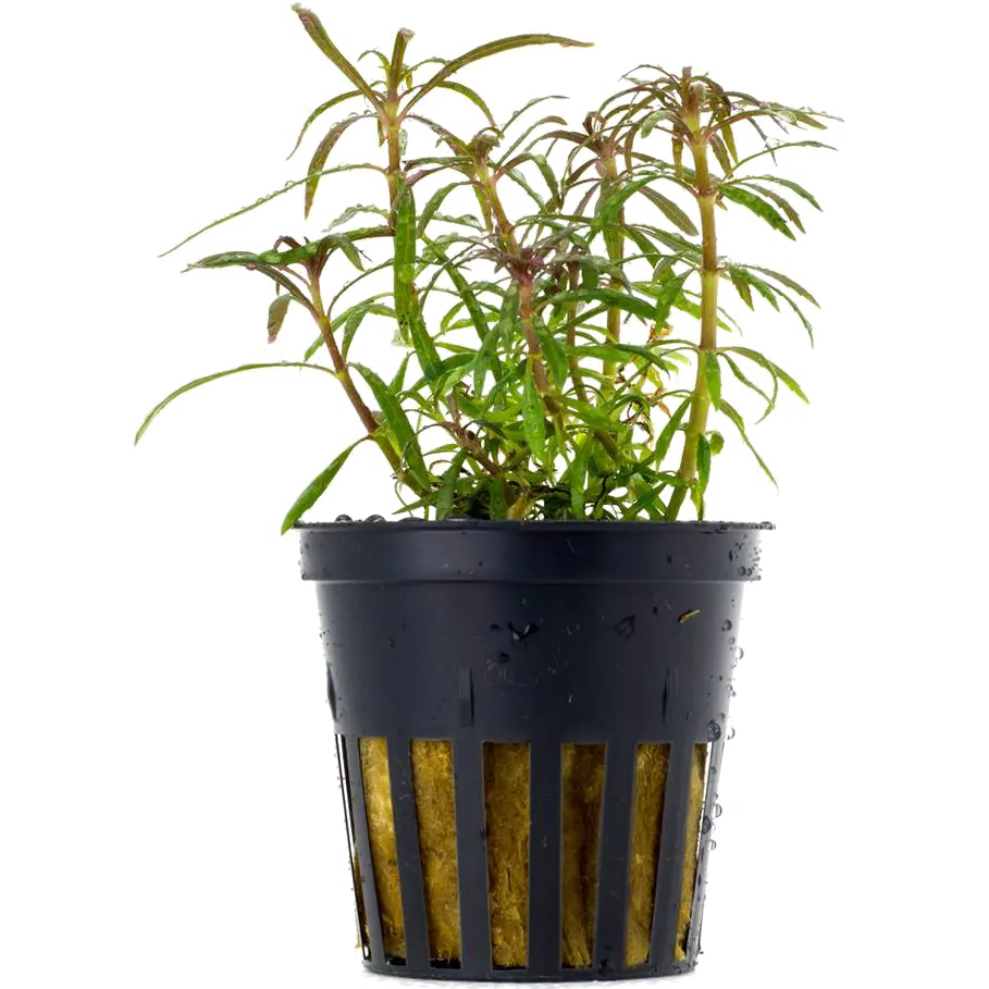 Eusteralis Stellata