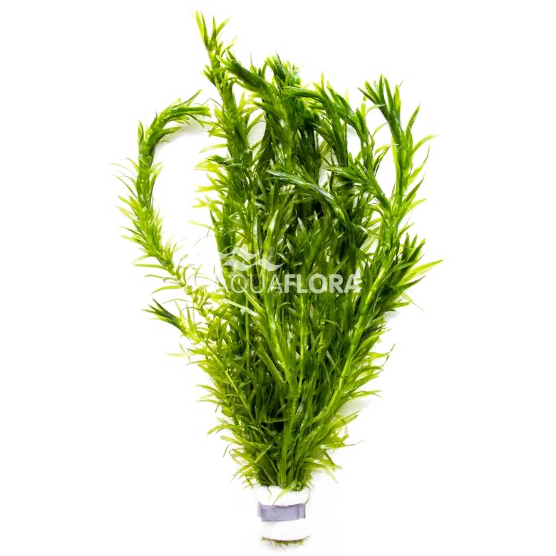 Egeria densa