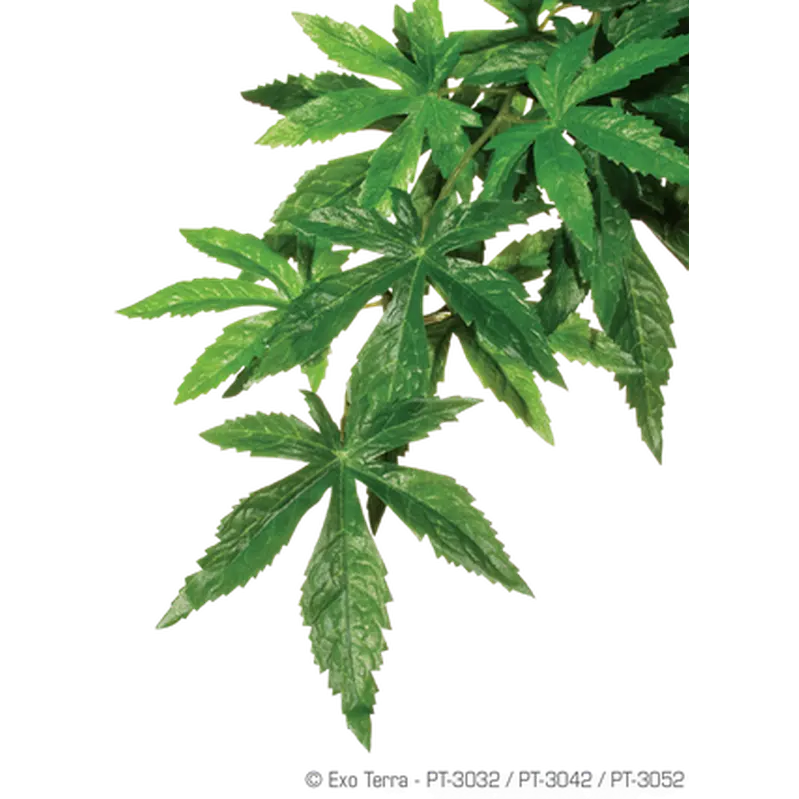 Abuliton (Silk) - Hanging Rainforest/Jungle Plants