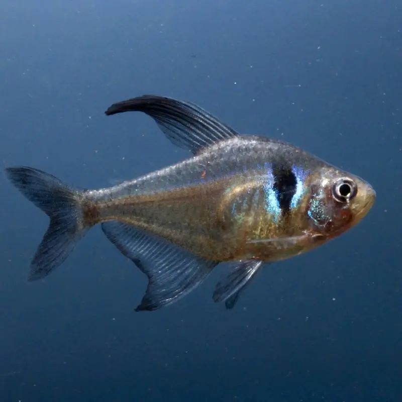 fantomtetra Svart