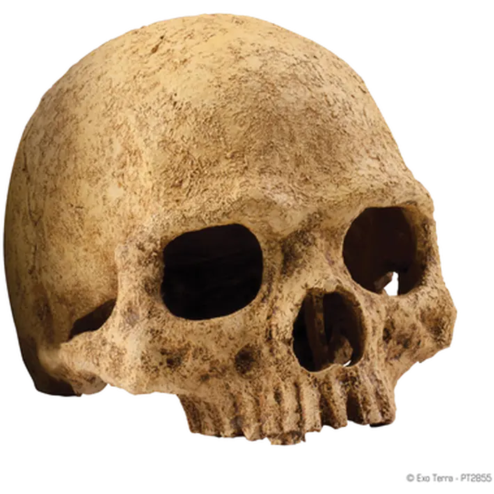Primate Skull - Secure Hiding Place